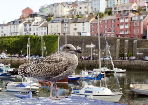 Gaviota en la ciudad inglesa del mar —  Fotos de Stock