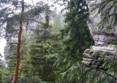 Kumtaşı kaya ile orman