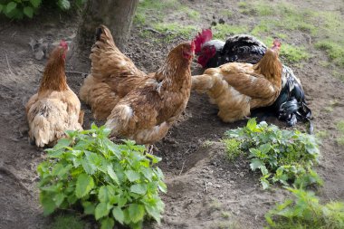 serbest çiftlik tavukları
