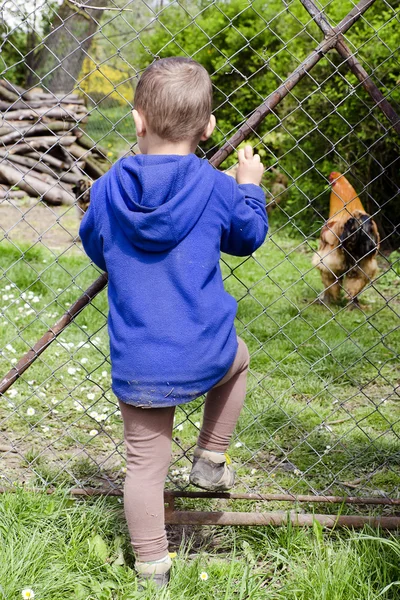 Niño y pollos en la granja —  Fotos de Stock