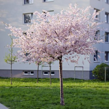 kiraz ağacı çiçekleri