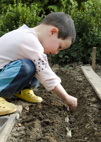 Jardinagem infantil, sementes de plantio — Fotografia de Stock