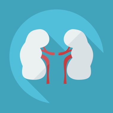 Gölge simgeler böbrekler ile düz modern tasarım