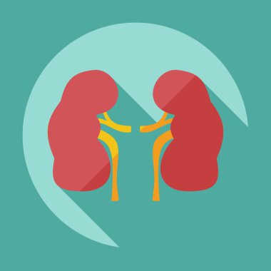 Gölge simgeler böbrekler ile düz modern tasarım