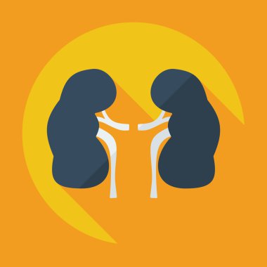 Gölge simgeler böbrekler ile düz modern tasarım