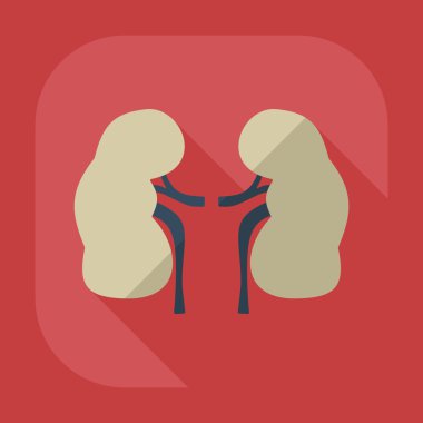 Gölge simgeler böbrekler ile düz modern tasarım