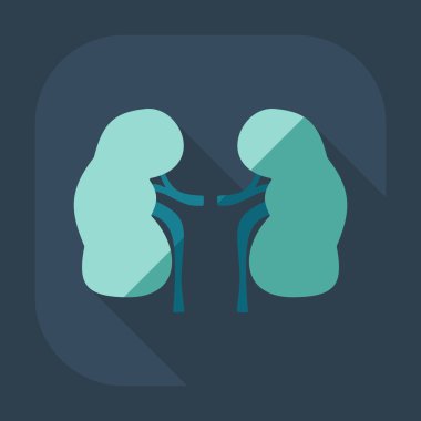 Gölge simgeler böbrekler ile düz modern tasarım