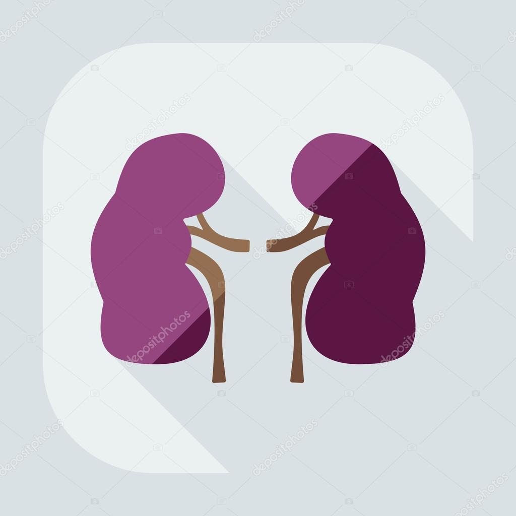 Flat modern design with shadow icons kidneys