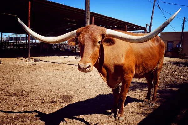 Långa buffalo horn, Texas, Usa — Stockfoto