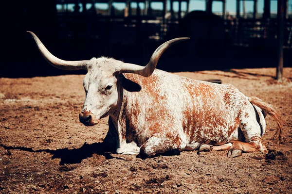 Corno di bufalo lungo, Texas, USA — Foto Stock