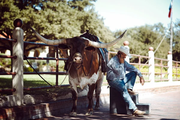Dallas, Texas - 24 Eylül: Uzun manda boynuzu kovboy 24 Eylül 2013, Texas, ABD ile
