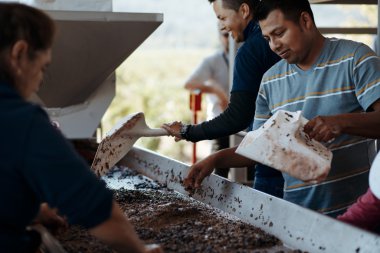 Napa - Eylül 13:Processing Napa'da 13 Eylül 2013 tarihinde Napa'da üzüm