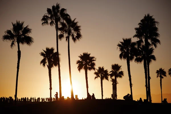 Palmeiras na praia ao pôr do sol — Fotografia de Stock