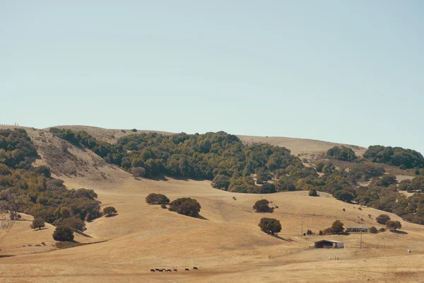 Yellow Hills na Califórnia — Fotografia de Stock