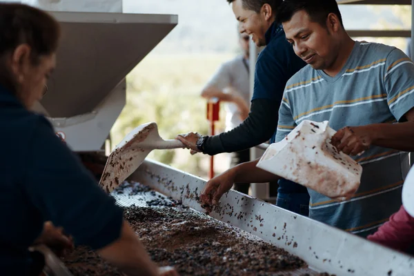 Napa - SETEMBRO 13: Processamento de uvas em Napa em 13 de setembro de 2013 em Napa — Fotografia de Stock