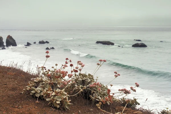 Bitkiler Californi arka plan Pasifik Körfezi — Stok fotoğraf
