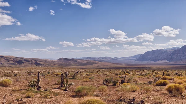 Nevada, alan çölde ed kaya