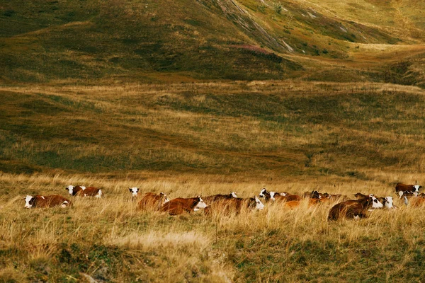 Καφέ αγελάδες που βόσκουν στο πανέμορφο ορεινό τοπίο της στο haute savoie στη Γαλλία — Φωτογραφία Αρχείου