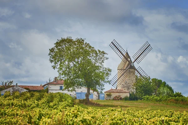 üzüm bağları ile yel değirmeni Bordeaux, Fransa