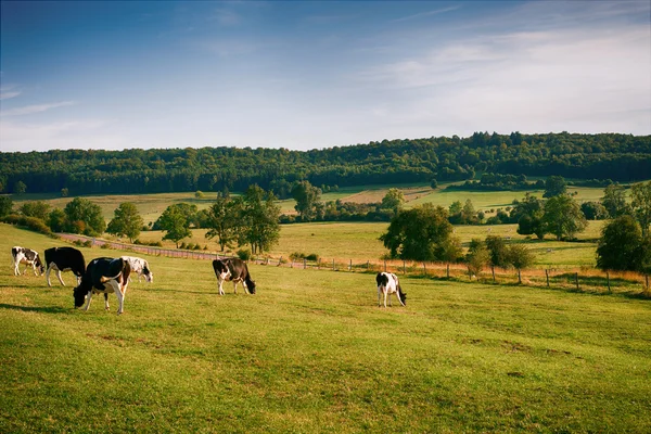 Чёрно-белая корова на поле — стоковое фото