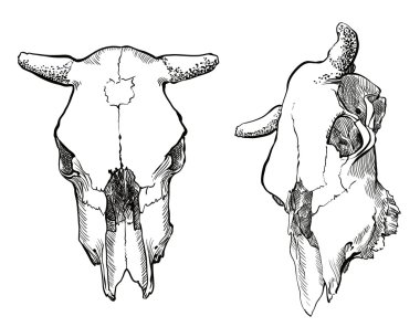 inek kafatası illüstrasyon