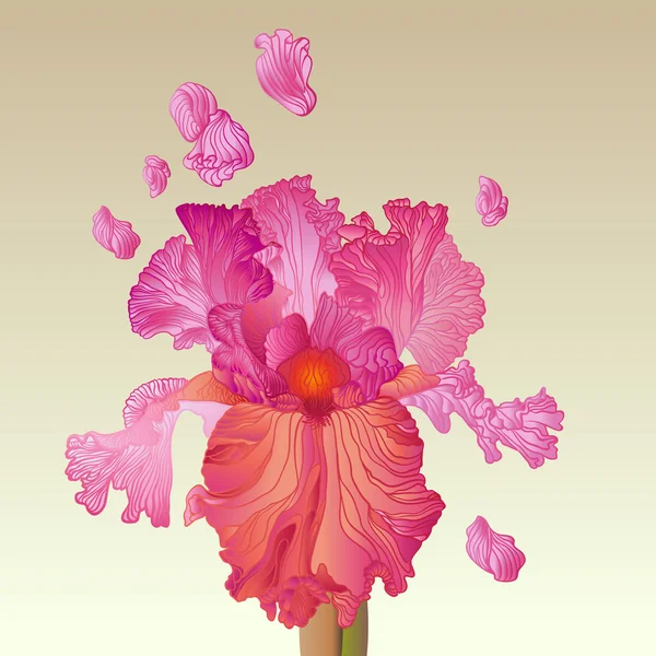 Różowy kwiat tęczówki — Wektor stockowy