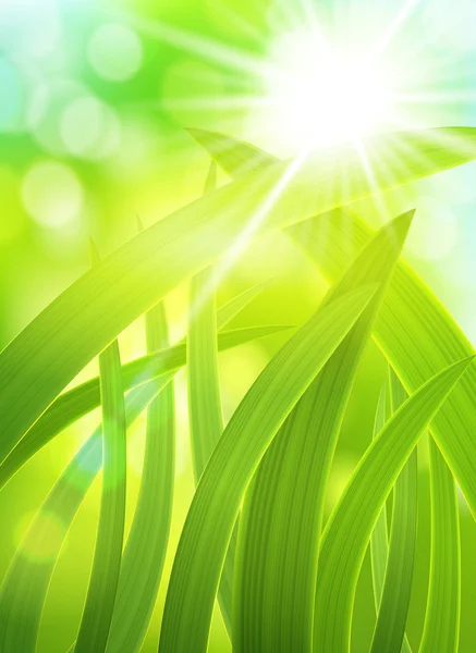 Świeża trawa w słońce świeci — Wektor stockowy