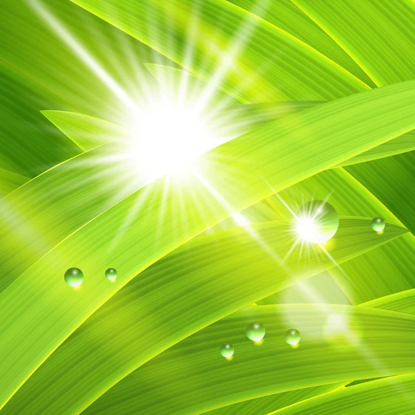 Świeża trawa w słońce świeci — Wektor stockowy