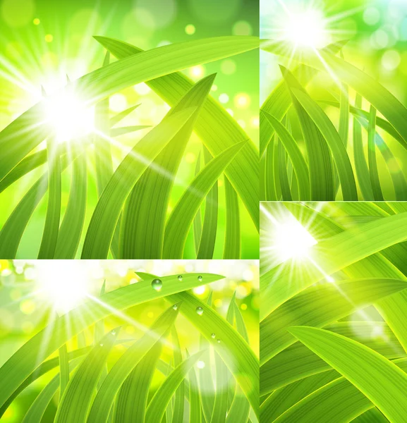 Grass in a sun shine — Stock Vector