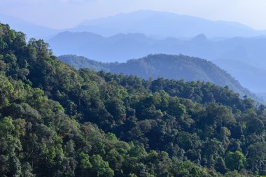Tropikal orman ile sisli dağlar üzerinde.
