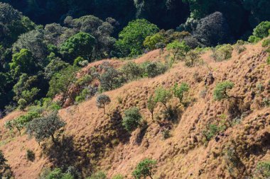 Güzel tropikal orman manzara çölleşme alanında.