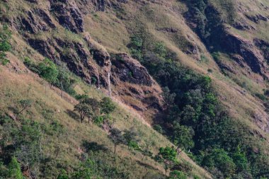 Güzel tropikal orman manzara çölleşme alanında.