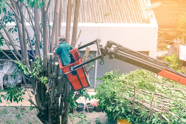 Giardiniere potatura di un albero con motosega su gru . — Foto Stock