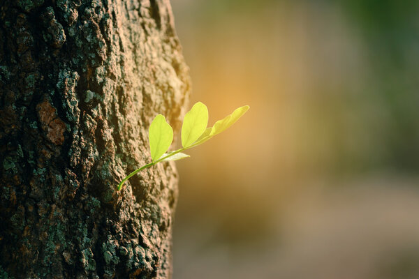 Tree sprout with sunlight.