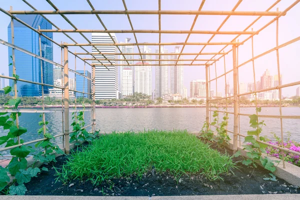 Plantação de hortaliças no jardim urbano . — Fotografia de Stock