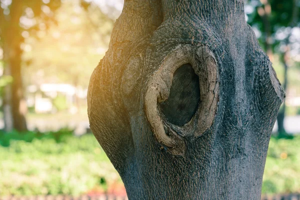 나무 구멍에 시멘트. — 스톡 사진