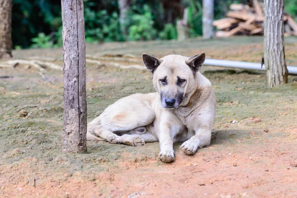 Thai dog sleeping on happy time. — Stock Photo, Image