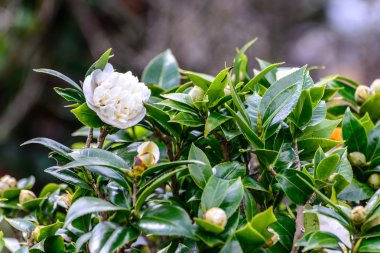 Çay çiçek ekimi yapılan.