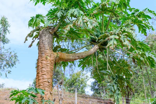 Papaya treetop były cięte i oddział owoce. — Zdjęcie stockowe