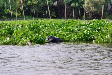 Çöp torbası drift Nehri, Pollute.