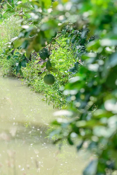 Grapefruit tree with small canal. — Stock Photo, Image