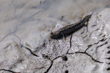 Güneşli sulak zıpzıpı.
