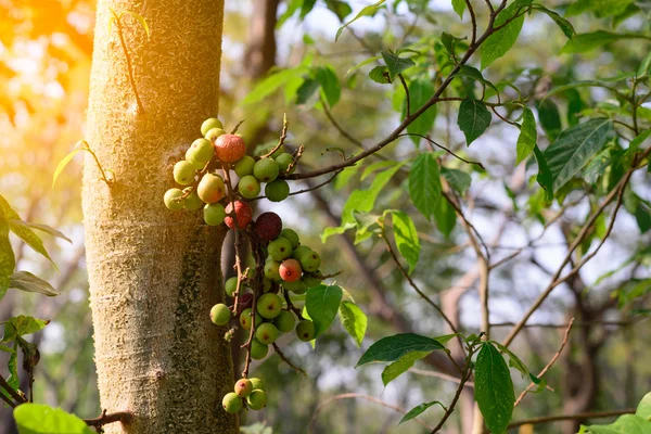 Figues rouges sur l'arbre dans la forêt . — Photo