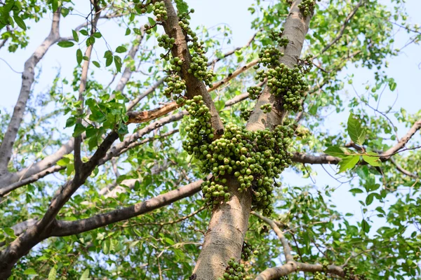 Figues vertes sur arbre en forêt . — Photo