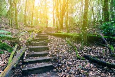 Ahşap patika doğa iz, Chiang Mai, Tayland Doi Inthanon Milli Parkı.