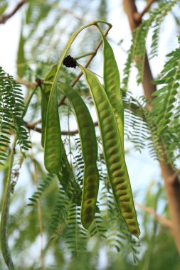 leucaena leucocephala veya bitkisel ipil ipil fasulye leucaena leucocepphala lam. de zekâ.