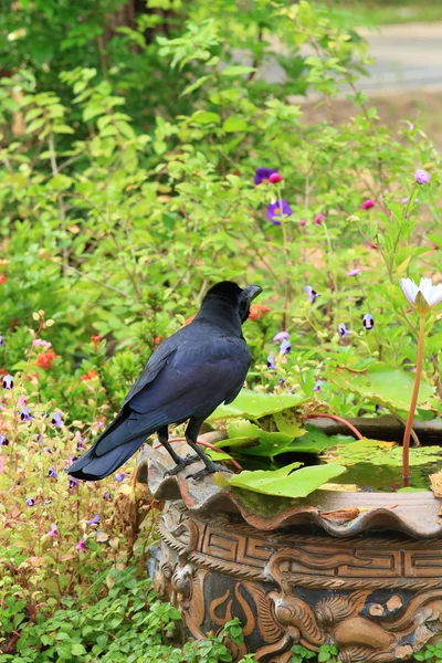 타이어 크로우 (까마귀 brachyrhynchos). — 스톡 사진