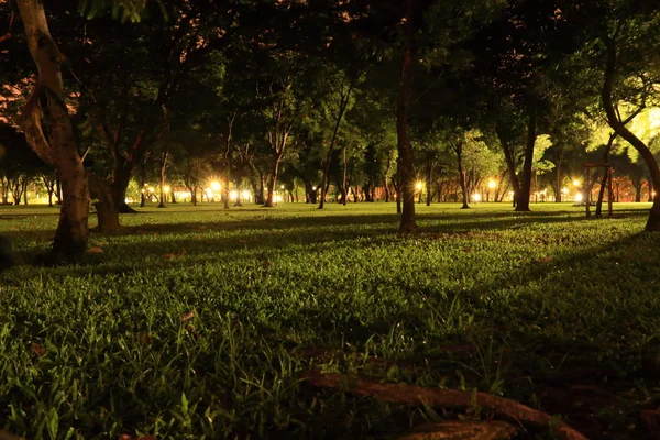 夜の枝と公園で草をランプ照明. — ストック写真