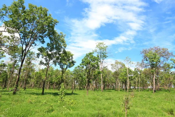 Árvore no campo de grama verde em forrest com céu azul . — Fotografia de Stock