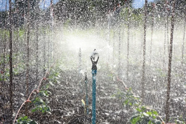 Sistema de rociadores de agua que trabaja en una plantación de pepinos . —  Fotos de Stock